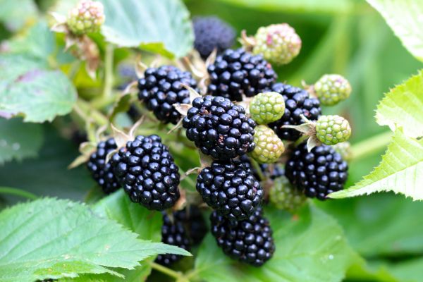 Cost of Blackberry Bush Removal in Killeen