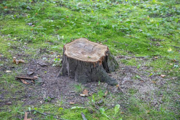 Cost of Bush Stump Removal in Killeen