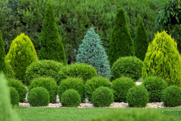 Cost of Bush Trimming Service in Killeen