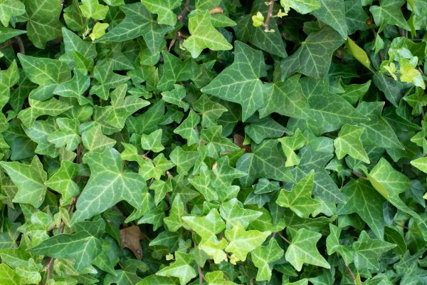 Cost of English Ivy Removal in Killeen