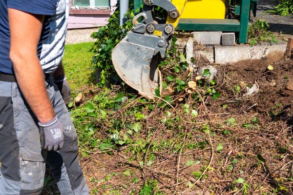 Cost of Hedge Removal Service in Killeen