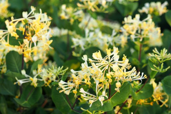 Cost of Honeysuckle Removal in Killeen
