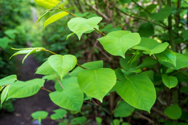Cost of Invasive Plant Removal in Killeen