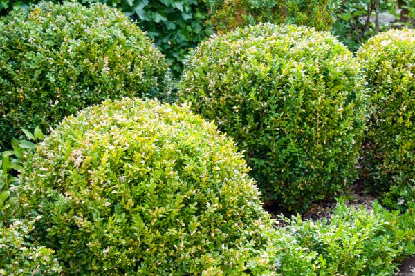 Cost of Landscape Trimming Service in Killeen