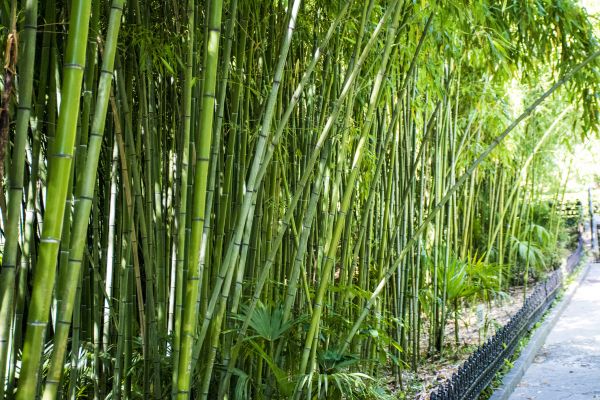 Cost of Bamboo Root Removal in Killeen
