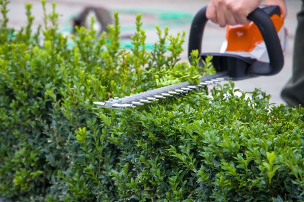 Cost of Hedge Shearing in Killeen