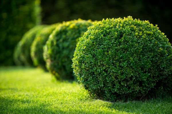 Cost of Bush Pruning in Killeen
