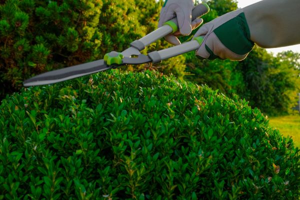 Cost of Topiary Shearing in Killeen