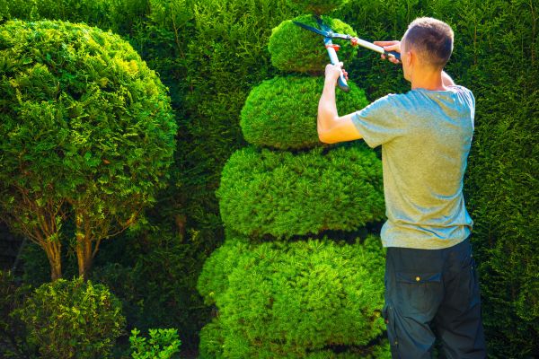 Cost of Topiary Shaping in Killeen