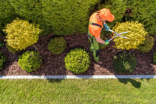 Cost of Topiary Trimming in Killeen