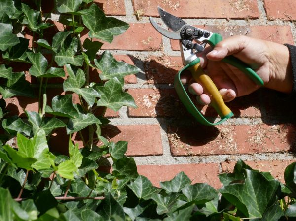 Cost of Ivy Removal Service in Killeen