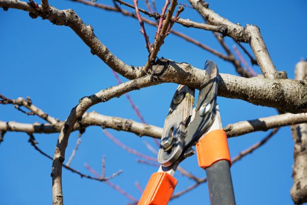 Cost of Selective Pruning in Killeen