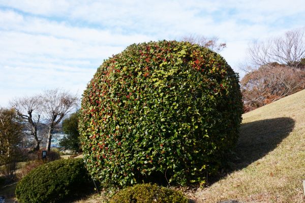 Cost of Holly Trimming in Killeen