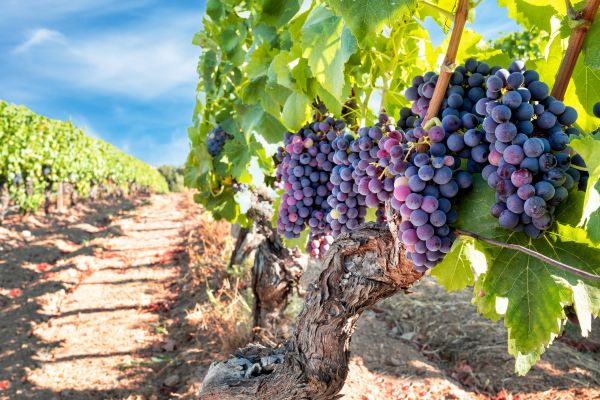 Cost of Grapevine Pruning in Killeen