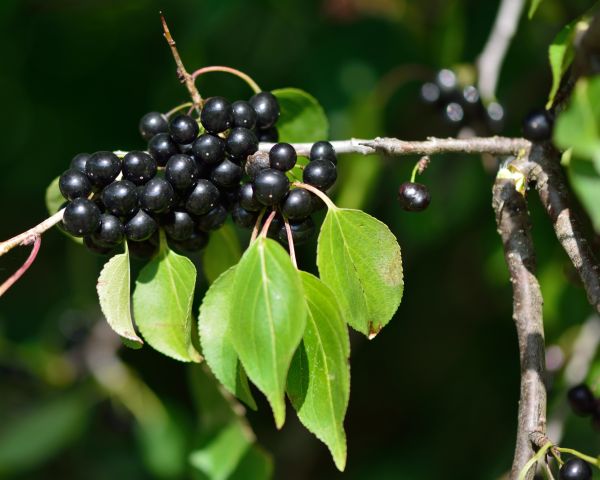 Cost of Buckthorn Removal in Killeen