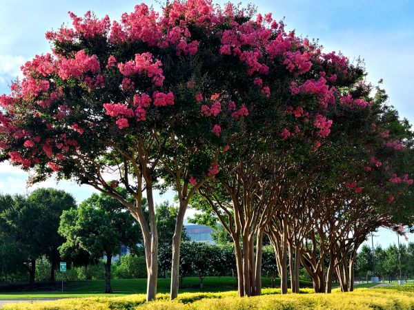 Cost of Crepe Myrtle Pruning in Killeen