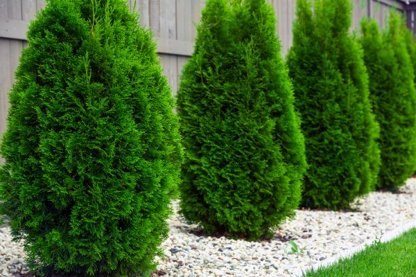 Cost of Arborvitae Pruning in Killeen