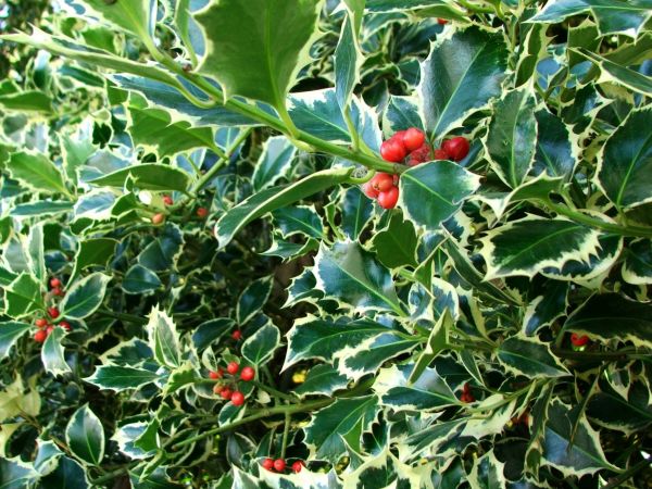 Cost of Holly Bushes Trimming in Killeen