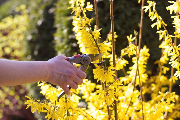 Cost of Forsythia Pruning in Killeen