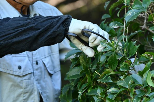 Cost of Holly Pruning in Killeen