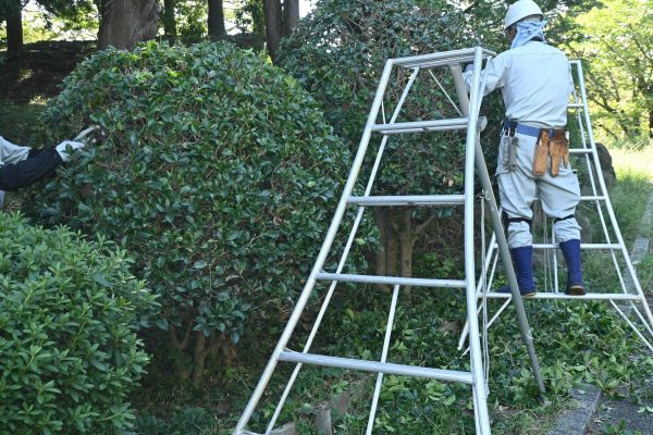 Cost of Holly Shaping in Killeen