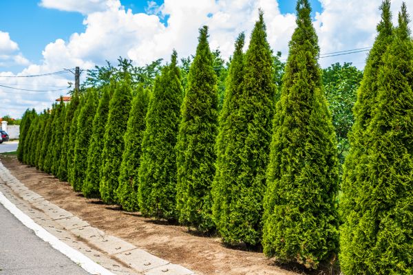 Cost of Arborvitae Shearing in Killeen