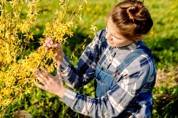 Cost of Forsythia Trimming in Killeen
