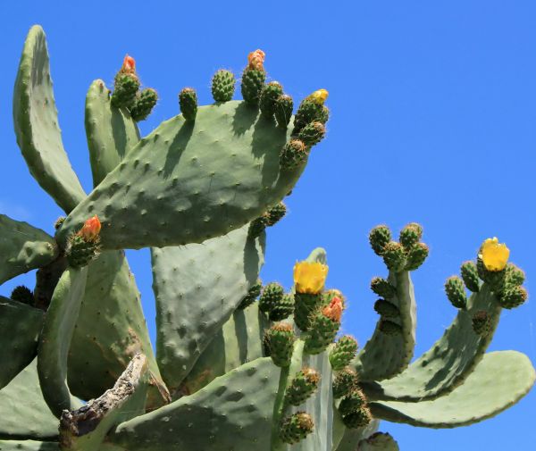 Cost of Cactus Removal in Killeen