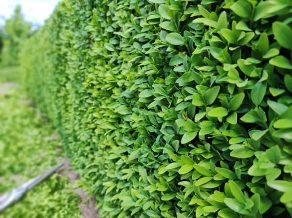 Cost of Boxwood Pruning in Killeen