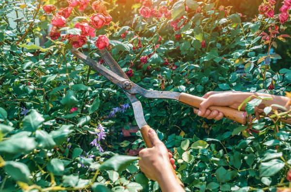 Cost of Knockout Roses Pruning in Killeen