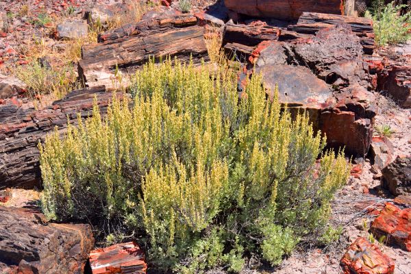 Cost of Sagebrush Removal in Killeen