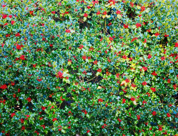 Cost of Holly Bush Removal in Killeen