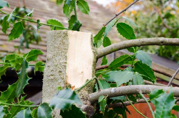 Cost of Holly Tree Removal in Killeen