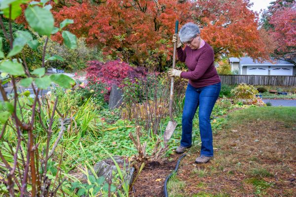 Cost of Dead Bush Removal in Killeen