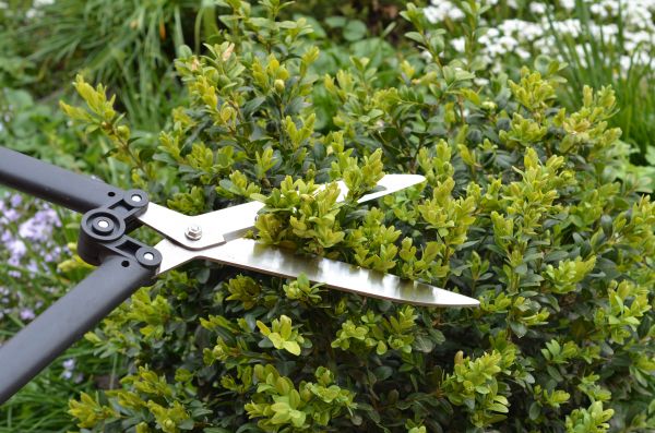 Cost of Boxwood Trimming in Killeen