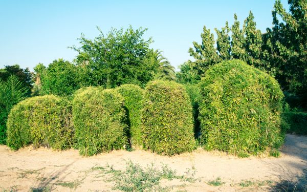 Cost of Bamboo Hedge Removal in Killeen