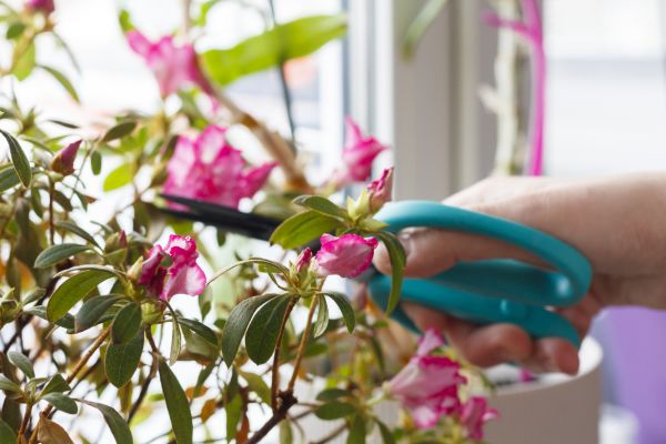 Cost of Azalea Pruning in Killeen