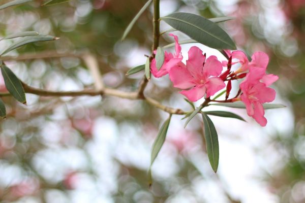 Cost of Oleander Removal in Killeen