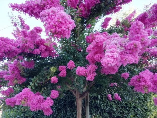 Cost of Crape Myrtle Pruning in Killeen