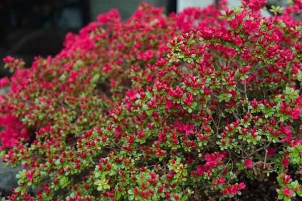 Cost of Weigela Removal Service in Killeen