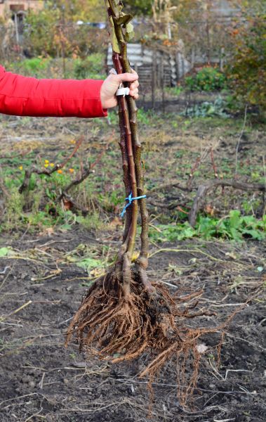 Cost of Shrub Root Removal in Killeen