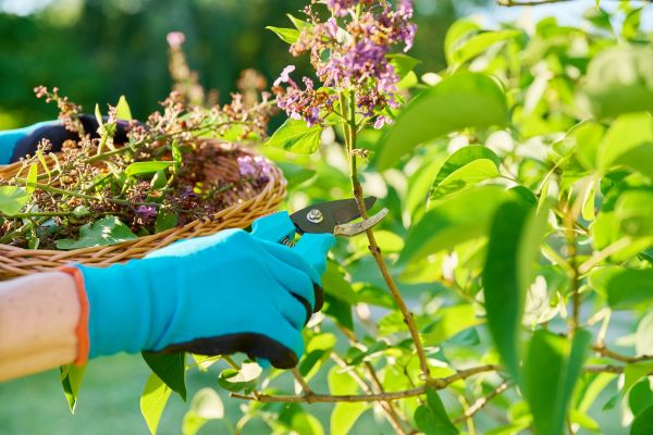 Cost of Lilac Trimming Service in Killeen