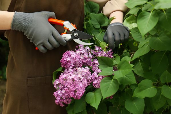 Cost of Lilac Pruning Service in Killeen