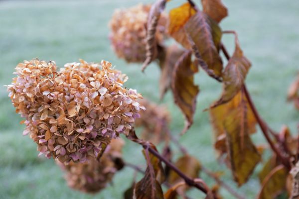 Cost of Hydrangea Removal in Killeen
