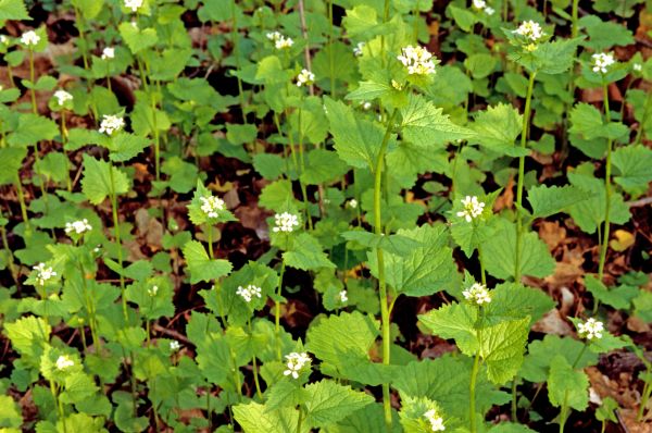 Cost of Garlic Mustard Removal in Killeen