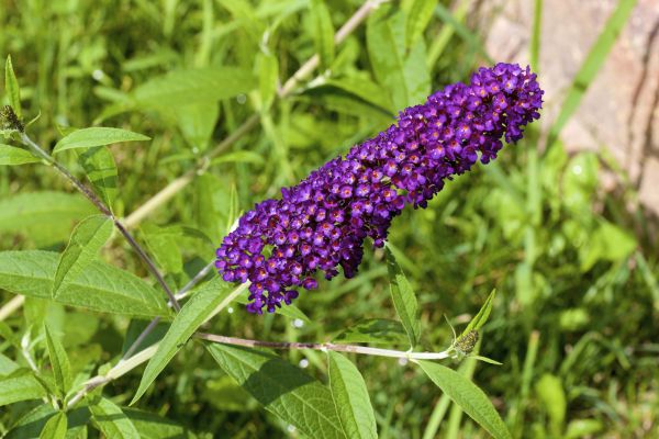 Cost of Butterfly Bush Pruning in Killeen