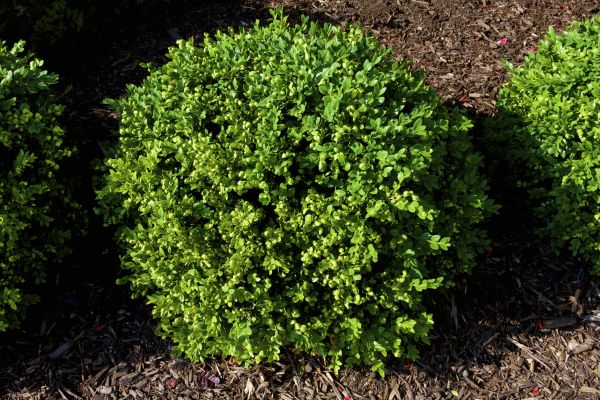 Cost of Boxwood Removal in Killeen