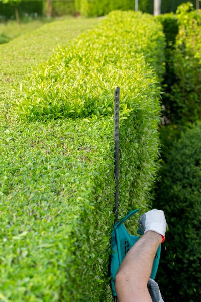 Cost of Hedge Trimming in Killeen