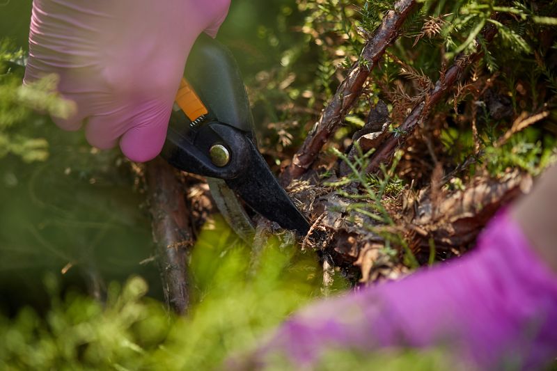 Pruning Shears