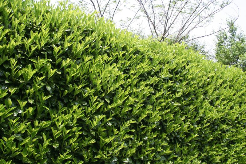 Healthy shrub growth